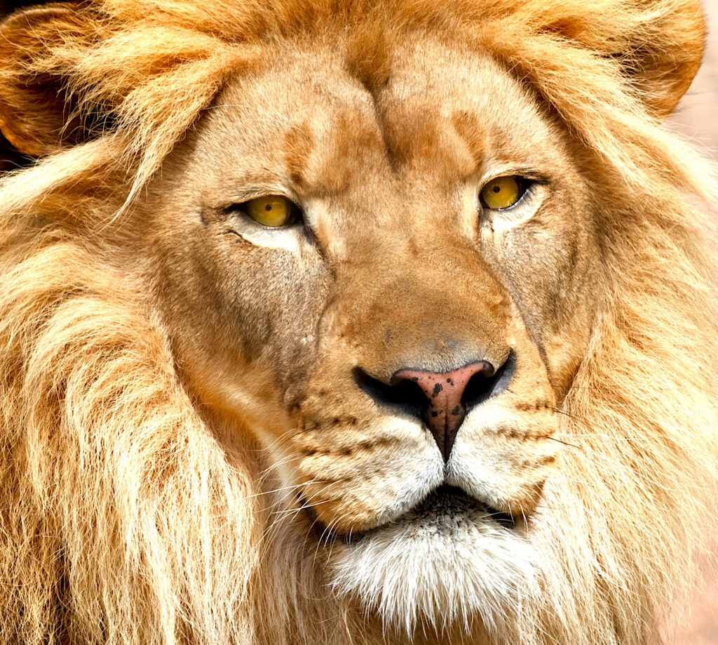 lion